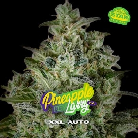 Pineapple Larry OG XXL Auto > BSF Seeds